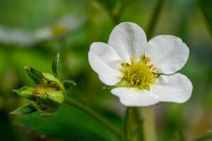 いちご鼻のピーリング効果は本当にある？実際の体験談とおすすめ方法を徹底解説！