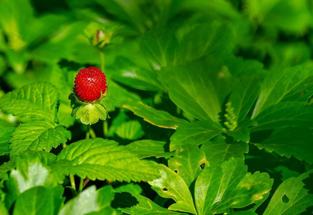 いちご鼻の悩みを解消する酵素洗顔は本当に効果ない？
